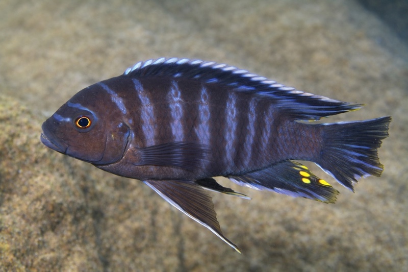 Maylandia sp. 'chinyankwazi' Chinyamwezi Island